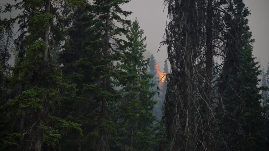 Flames burn high in tree spreading smoke throughout the forest