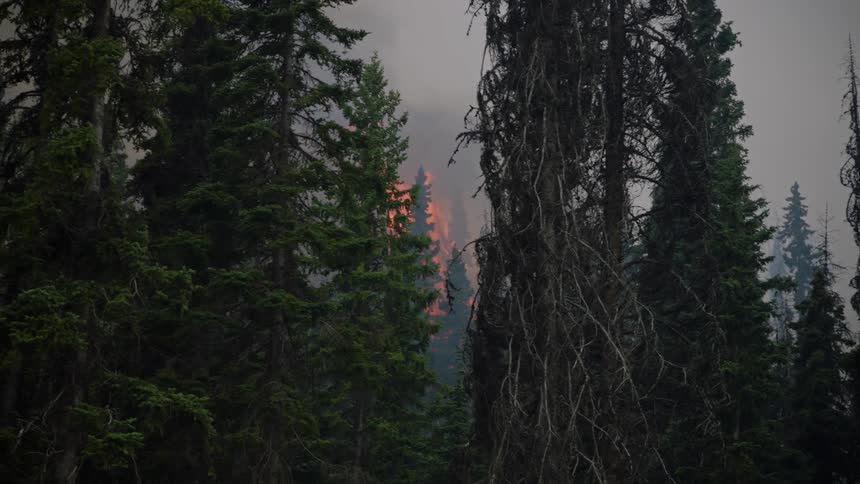 Forest fire flames rise high into air and release smoke throughout forest