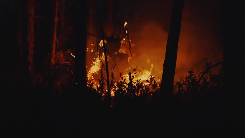 Trees are silhouetted against orange glow of forest fire at night
