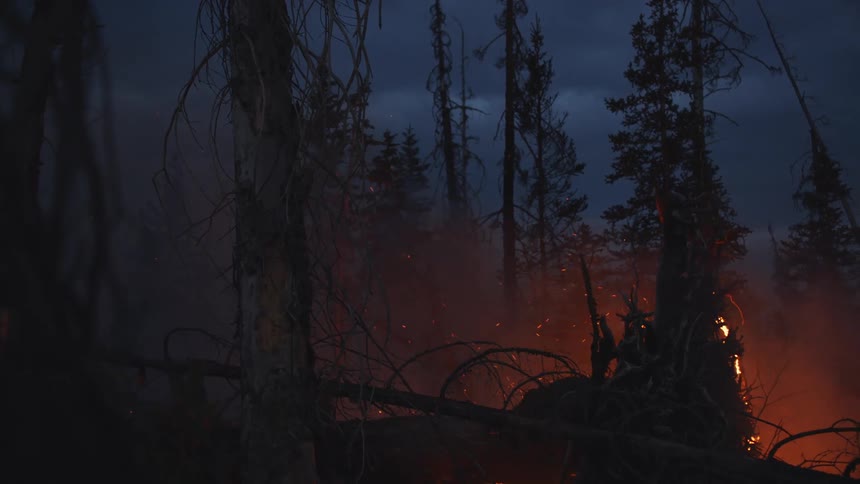 Burning forest fire tints rising smoke orange in midst of conifers