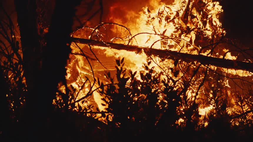 Trees and bushes are silhouetted against wildly burning forest fire at night