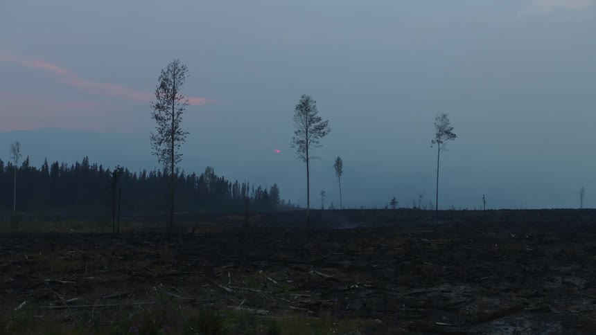 Logs are strewn across field near conifer forest under red tinted clouds