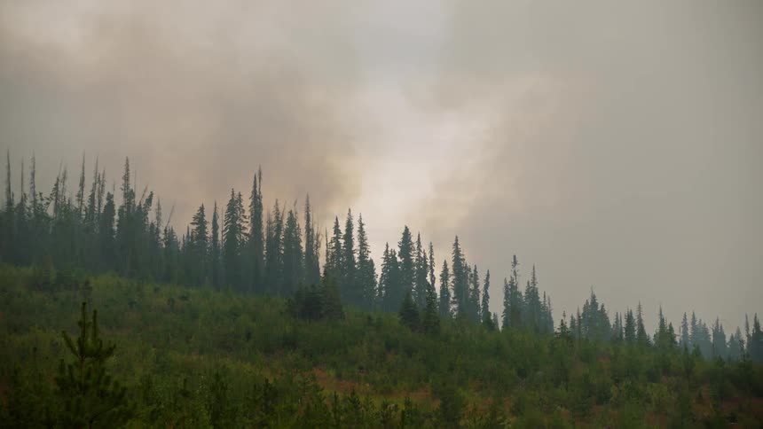 Heavy smoke fills the sky over tall trees in the woods