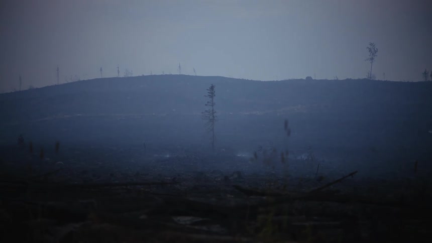 The aftermath of a forest fire on a foggy morning