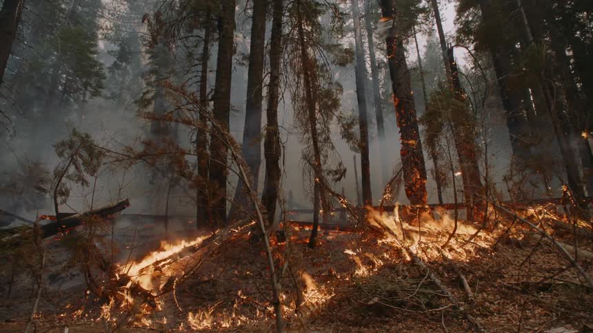 Trees burn during wildfires in the woods