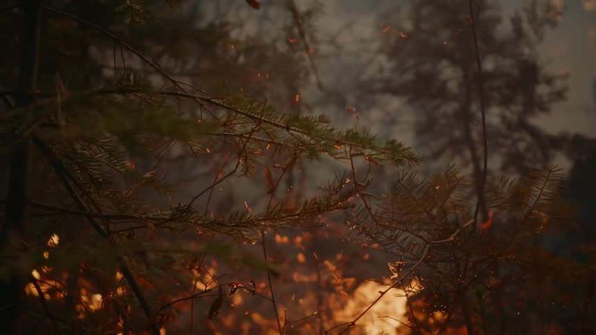 Flames and embers rise in the smoke as a forest fire burns and spreads in the trees
