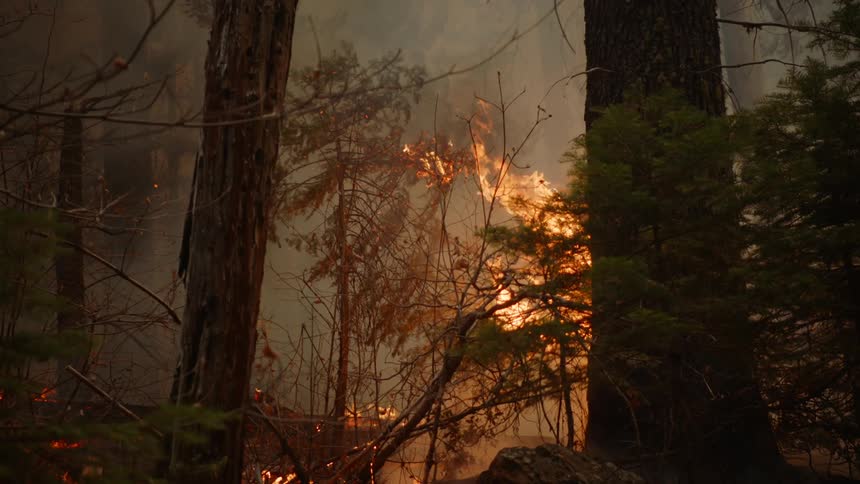 A raging forest fire burns as blazing flames spread among trees and illuminate the smoke in the darkness