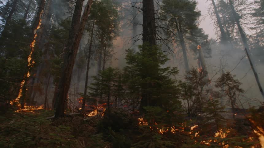 Fire and flames climb up trees in a smoke filled forest as the wildfire spreads