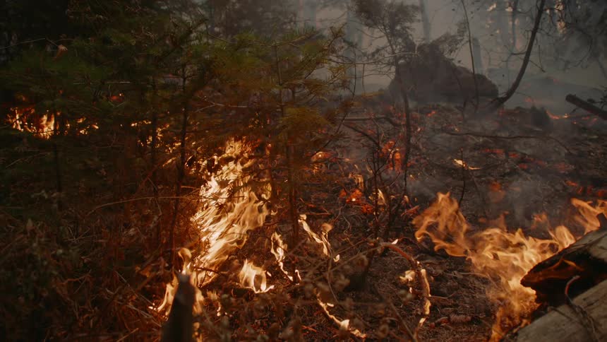 Flames lick over fallen tree and ground releasing smoke into the forest
