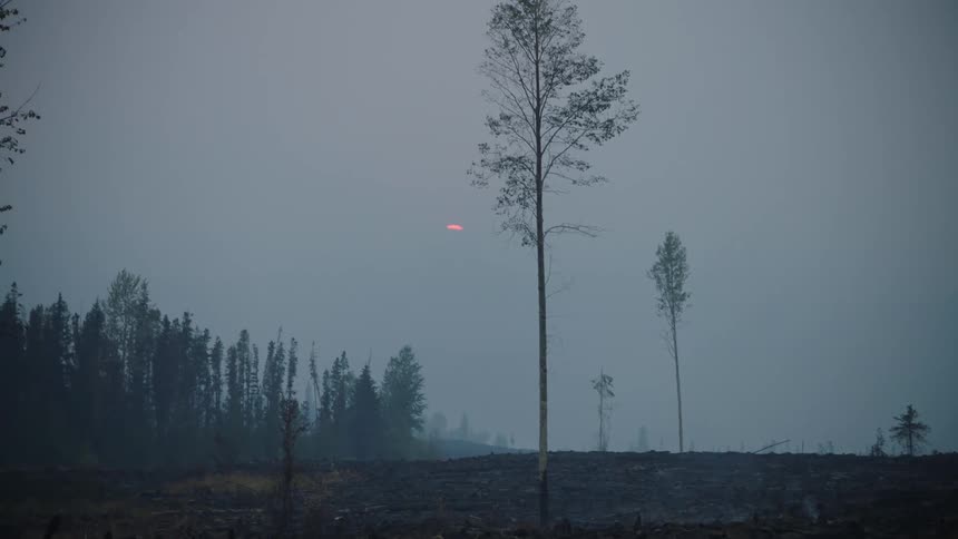 Grass and dirt on the ground with only a few trees standing in an open area