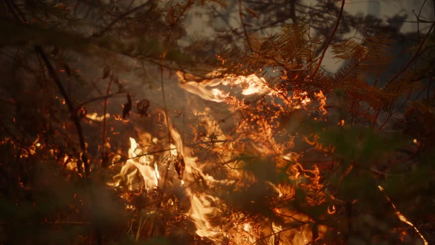 A forest fire burning pine trees in the forest