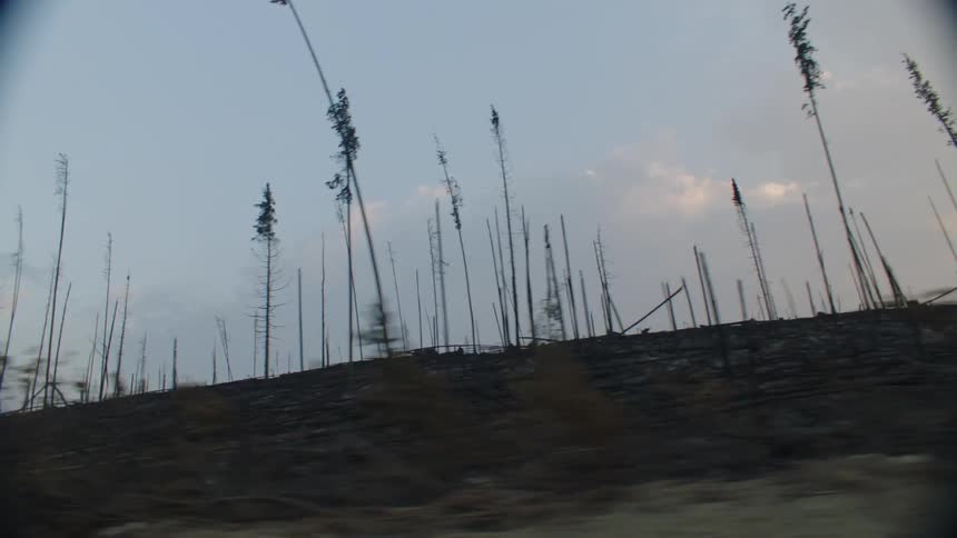 Driving pass the charred remains of a forest fire in the morning