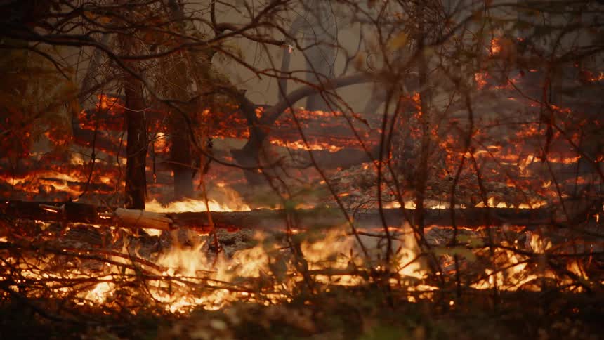 Flames and embers rise in the smoke as a forest fire burns