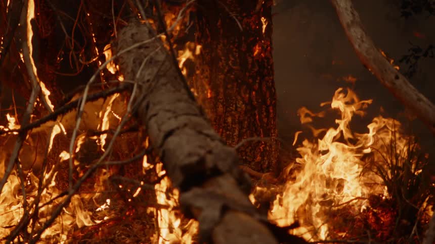 A raging forest fire burns as blazing flames spread among trees and illuminate the smoke in the darkness