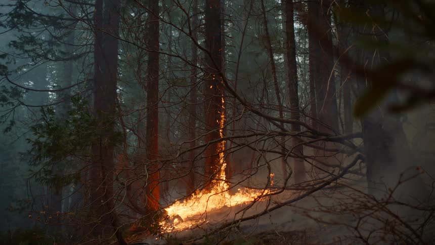 Trees burn during wildfires in the woods