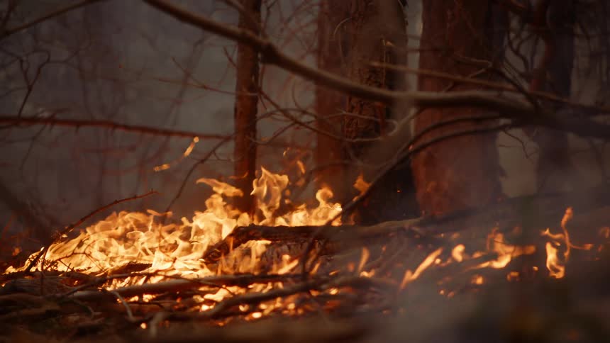 A raging wildfire burns as blazing flames spread across the forest