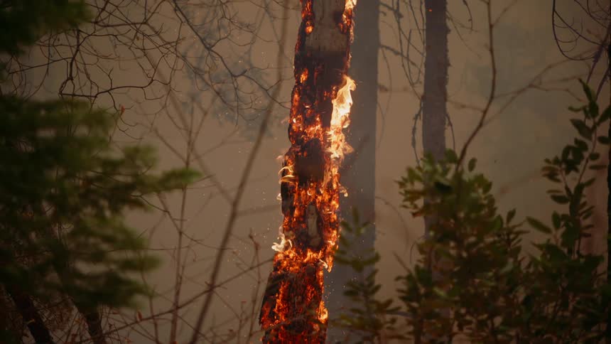 A whole tree engulfed with flames burning in the forest during a forest fire