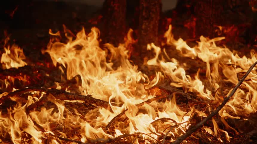 Flames burn across ground at base of trees in forest