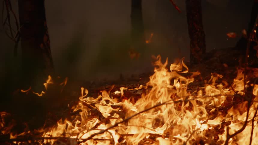 A fire int he forest on the ground as smoke covers the background