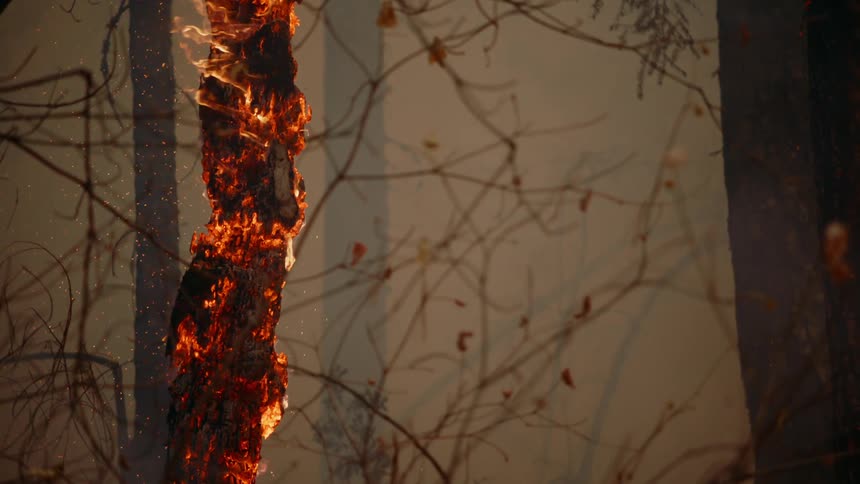 A tree in the woods glows as it burns and emits flames and embers in the smoke filled forest