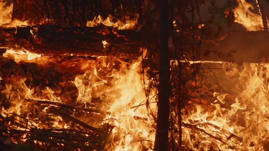 Trees burn during wildfires in the forest at night