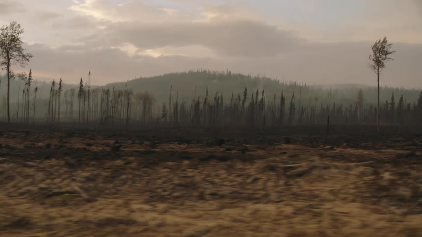 Soil in front of a forest after a fire