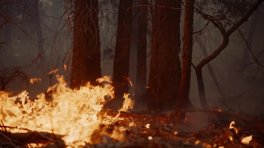 A raging wildfire burns as blazing flames spread across the forest