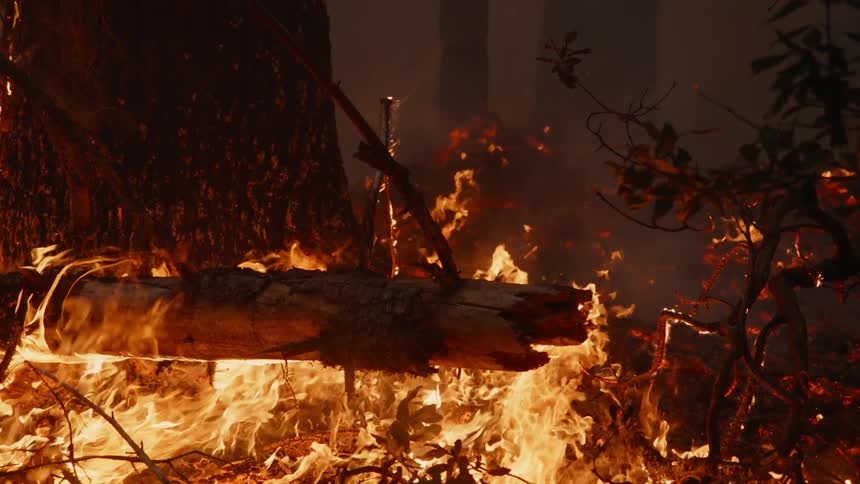 A forest fire burning on the forest ground and in the trees