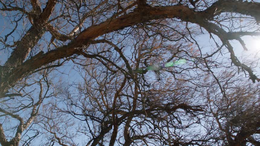 The sun shines on bare trees as they move in the wind under a clear blue sky