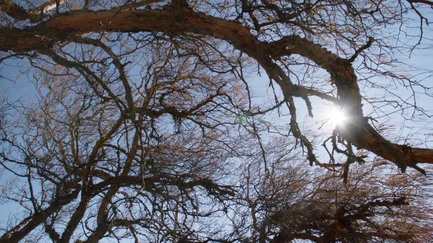 The sun shines on bare trees as they move in the wind under a clear blue sky