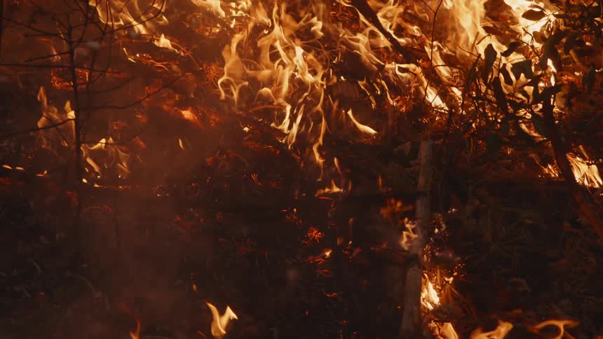 Flames spread and engulf a forest