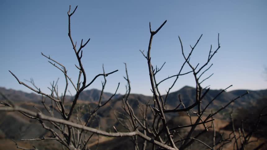Think branches blowing in the wind with mountain peaks in the background