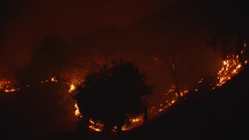 Wildfire burning in the forest at night