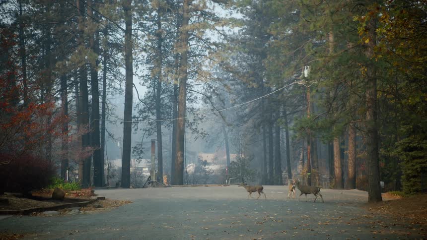 Deer are walking on a road in a rural area