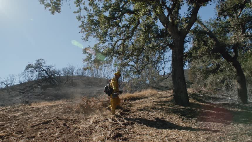 A firefighter walks toward a tree in the woods