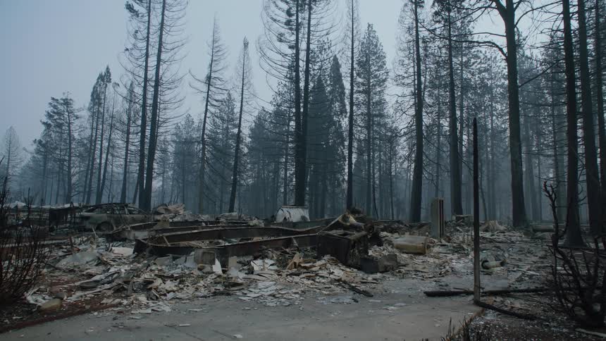 Burned down trees and ash cover the ground in a forest