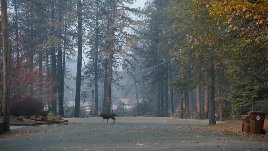 A deer crosses a road through the pine tree forest close to town