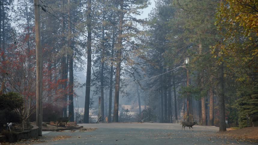 A deer walks on a gravel road in the woods