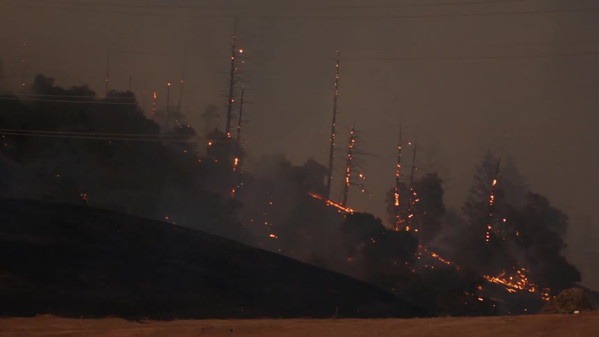 Wildfires spreading and burning trees in the forest