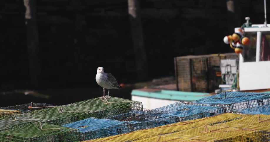 Seabird sits on one of cluster of crab traps as boat pulls in to dock