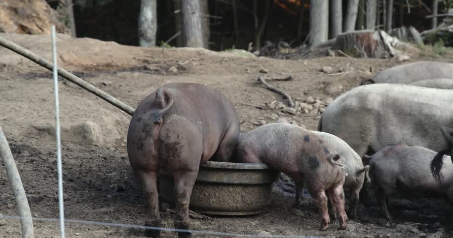 Herd of pigs eats from large bowl in fenced area