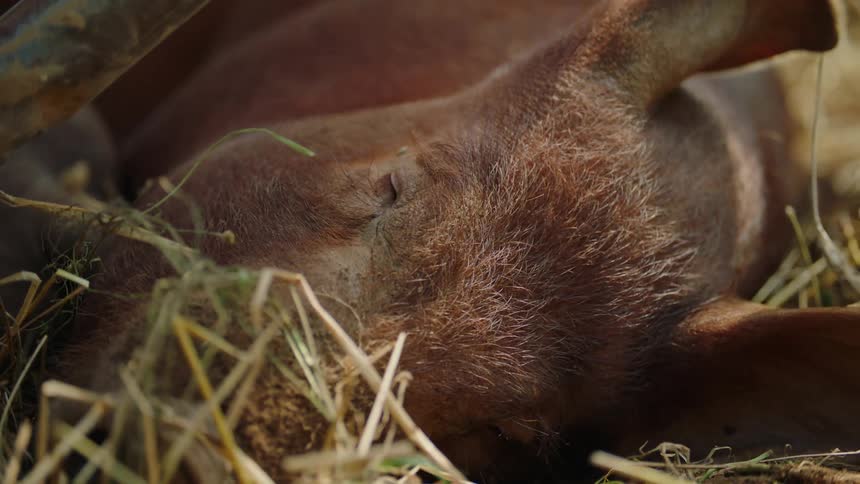 Close up of the face of a farm pig resting on the ground outdoors