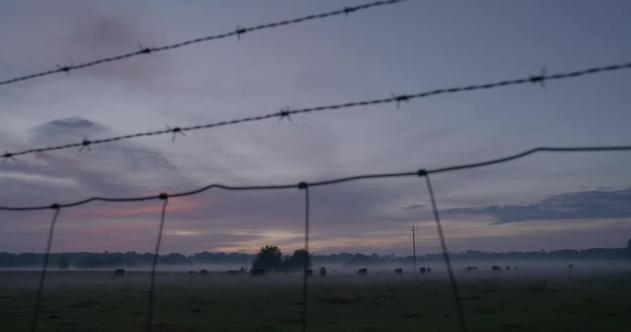 Herd of cattle grazes in foggy pasture enclosed by barbed wire under a red sky