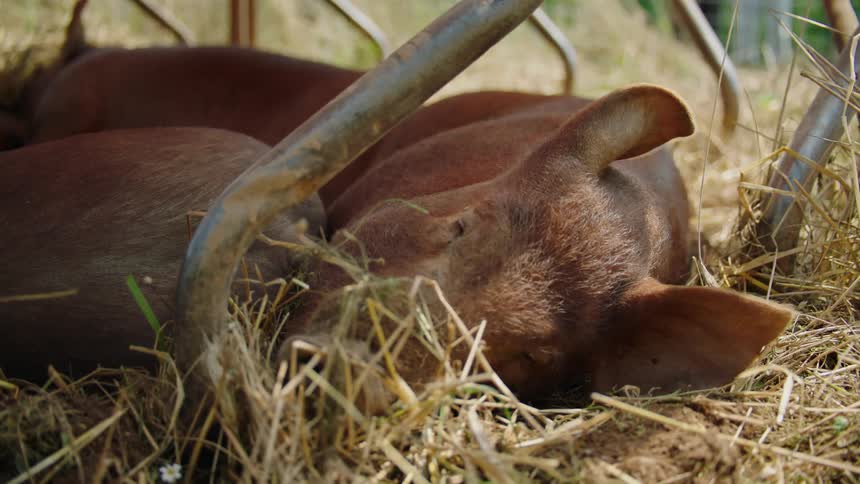 An animal lays down in a hay covered pen