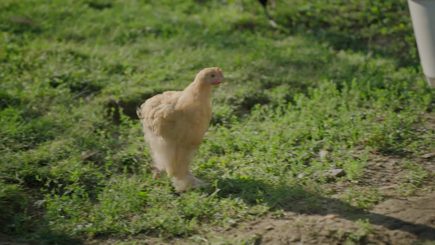 A fluffy chicken walking on green grass toward a backyard coop