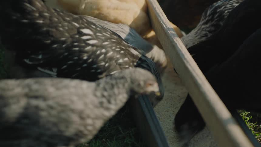 A group of juvenile chickens feeding in a small trough