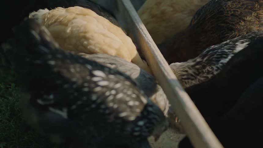 A group of chickens eating feed out of a trough