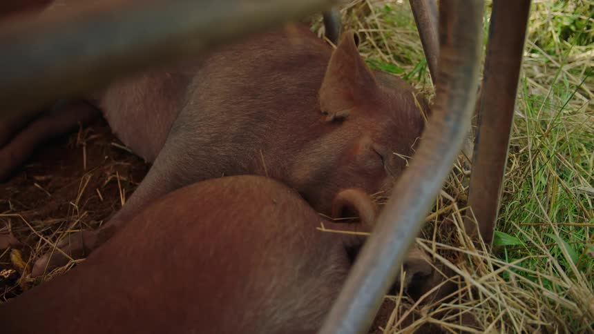 Brown pigs laying in a fence in area sleeping in dirt