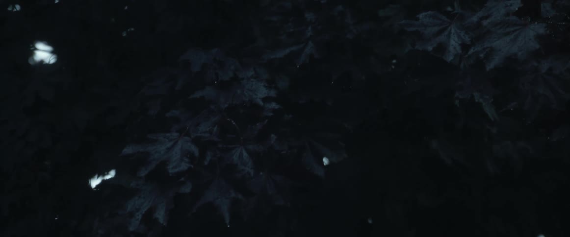 A dark leaved tree up close as it moves in the wind