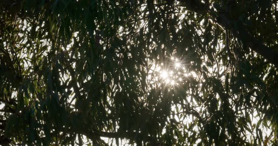 The sun shines brightly through trees as the leaves move in the wind